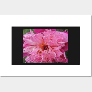 Pink peony Posters and Art